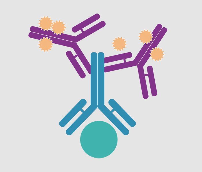 Ανοσοφθορισμός